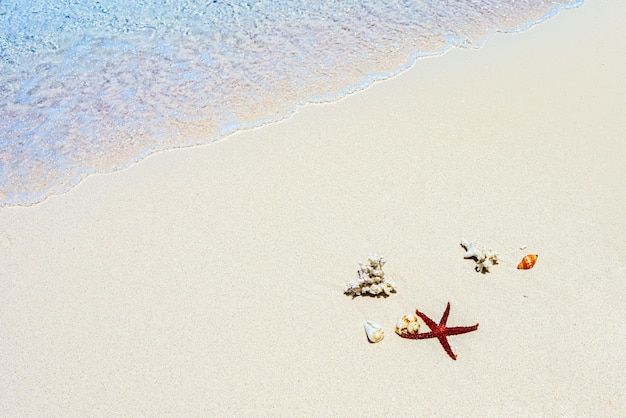 Starfish shells on the sand on the shore of the Indian Ocean