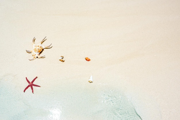 Starfish shells on the sand on the shore of the Indian Ocean