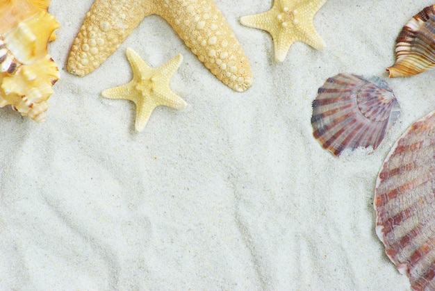 Starfish and shells