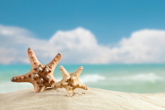 Starfish standing on the sea 