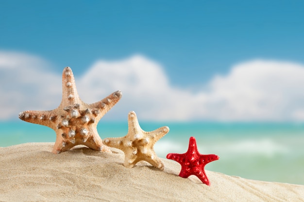 Starfish standing on the sea 