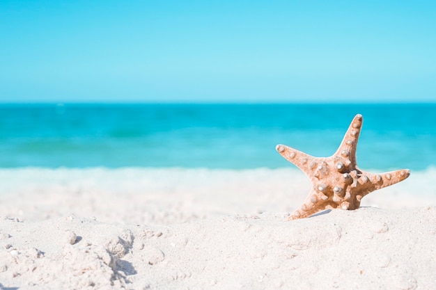 Starfish on a summer sea background with copy space. Sea coast.