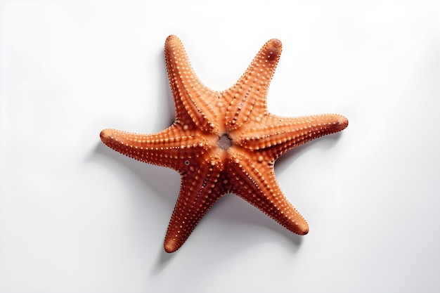 A starfish on a white background