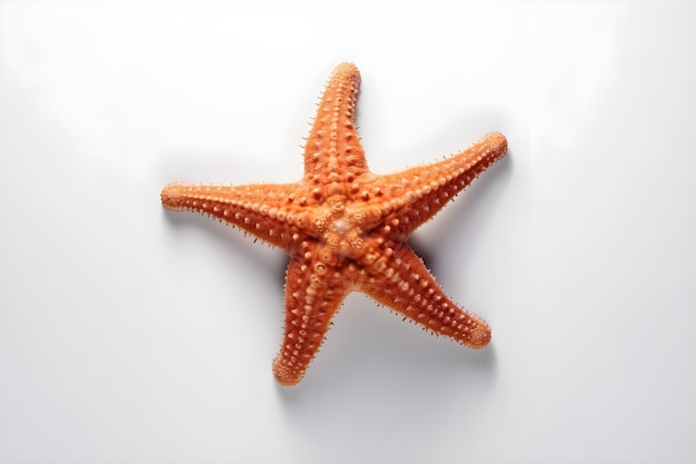 A starfish on a white background