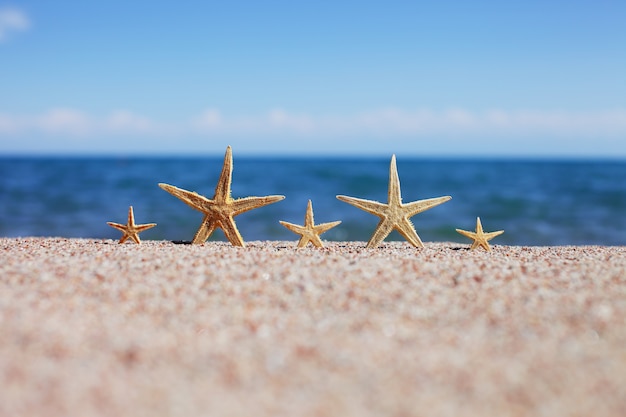 Starfishes on a sandy beach during summer vacation