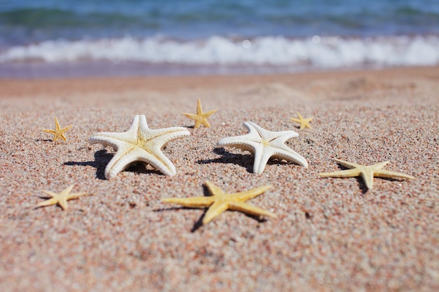 Starfishes on a sandy beach during summer vacation