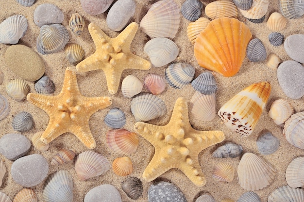 Photo starfishes, seashells and pebbles close-up