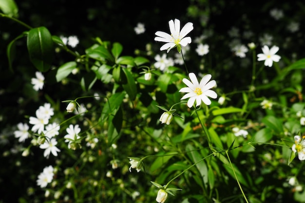 Starflower stellaria is a genus of flowering plants in the carnation family wood louse plant white f