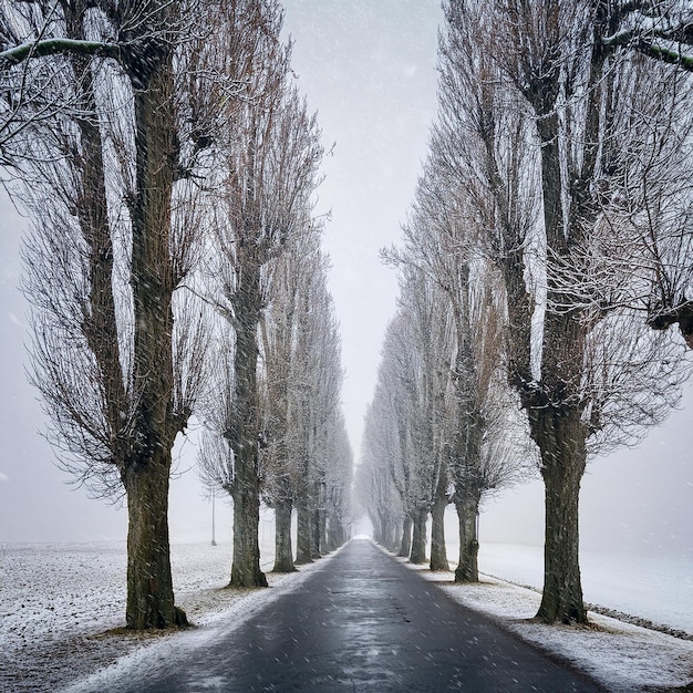 Photo stark arboreal sentinels weather a delicate snow shower