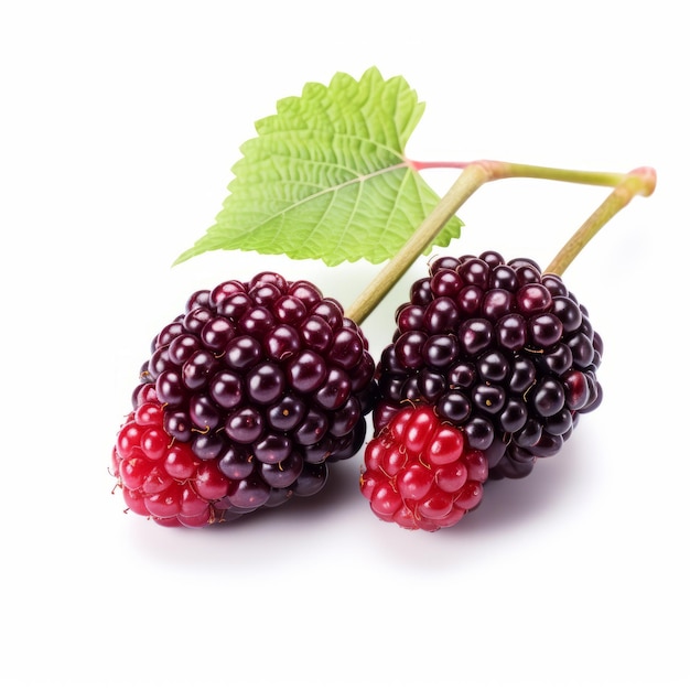 Stark Honesty Blackberries And Green Leaf On White Background