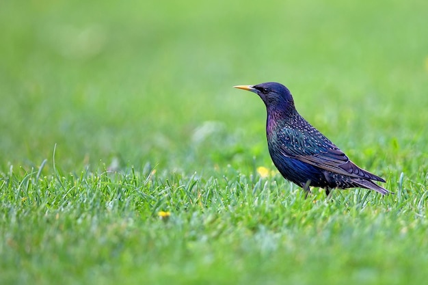 starling in a clearing in the wild