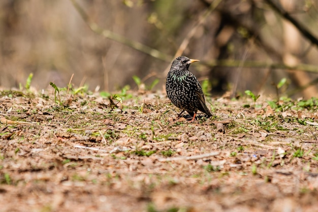 Starling walks the ground in search of worms