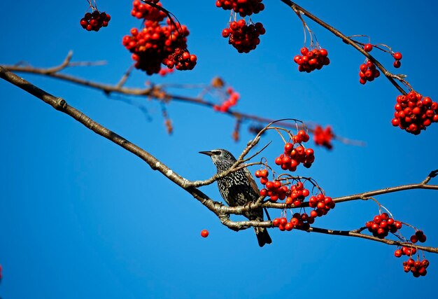 Starlings feasting on rowan berries