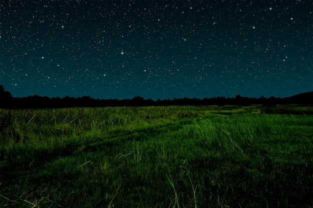 Starry night in grassland