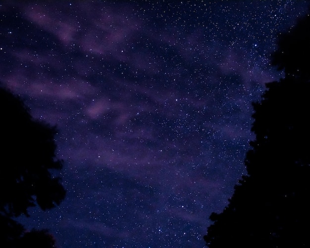 Starry sky peeking through the shadows of a dense forest