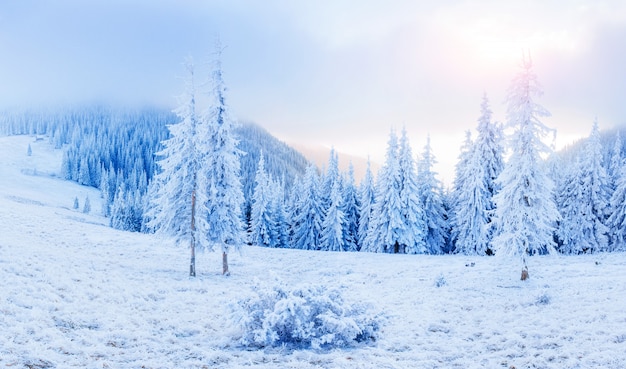 Starry sky in winter snowy night. fantastic milky way in the New