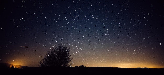 stars and tree