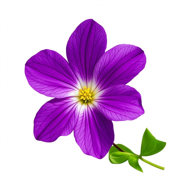 Statice flower png isolated on white background