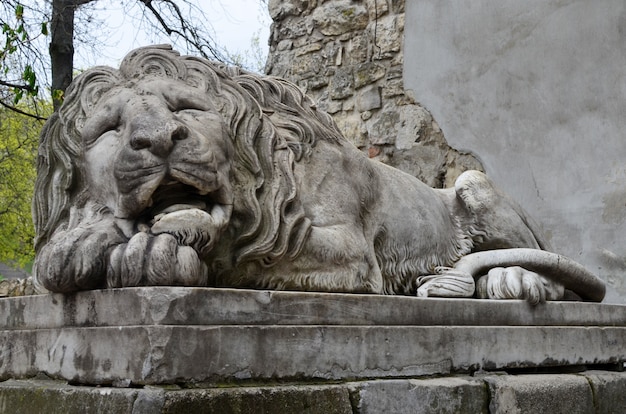 The statue of sleeping stone lion Lviv, Ukraine