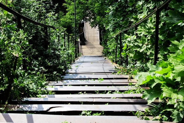 Photo steep stairs leading down among green trees