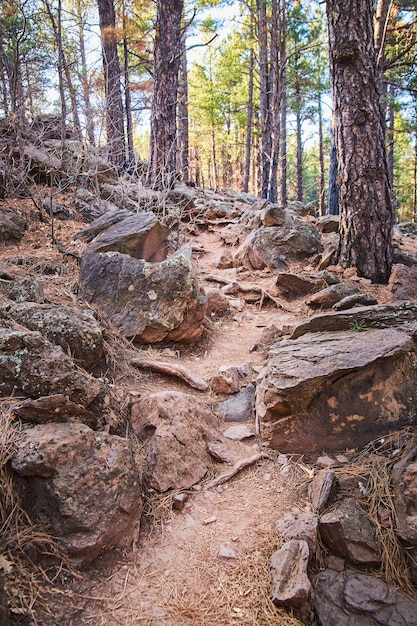 Steep walking path through rocks with pine trees