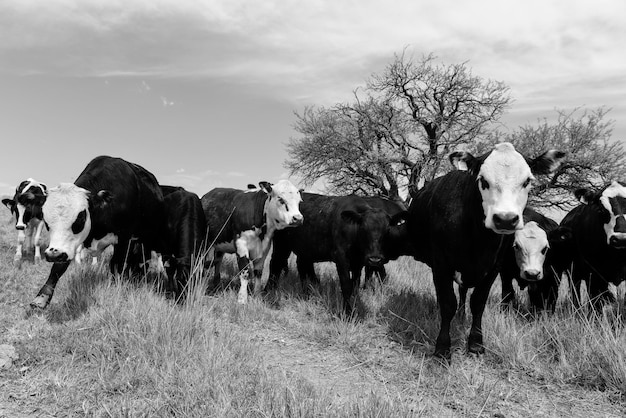 Steers fed on pasture La Pampa Patagonia Argentina