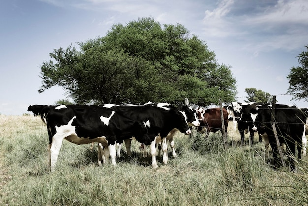 Steers fed on pasture La Pampa Patagonia Argentina