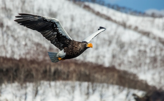 Steller's sea eagle in flight over snowy hills. Japan. Hakkaydo. Shiretoko Peninsula. Shiretoko National Park .