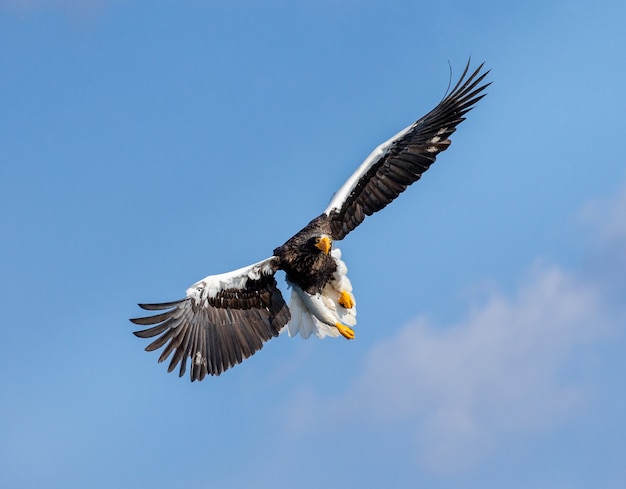 Steller sea eagle in flight