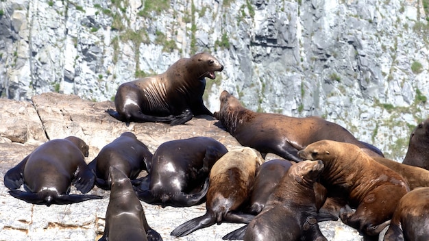 Steller sea lion sitting on a rock island in the pacific ocean on kamchatka peninsula