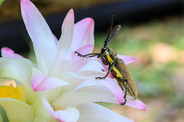 Stem-boring grub, Gahan, Coleoptera, Cerambycidae, on pink flower.