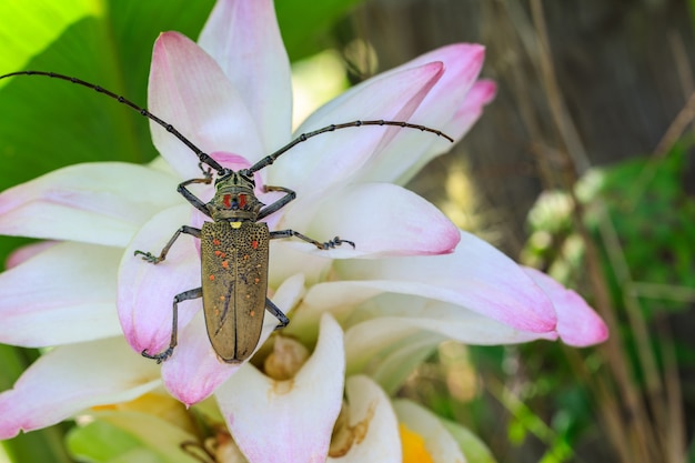 Stem-boring grub, Gahan, Coleoptera, Cerambycidae, on pink flower.