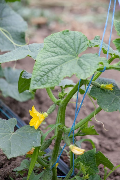 Stem with flowering cucumber Tied cucumber bush grows in the garden A small cucumber ripens in the garden