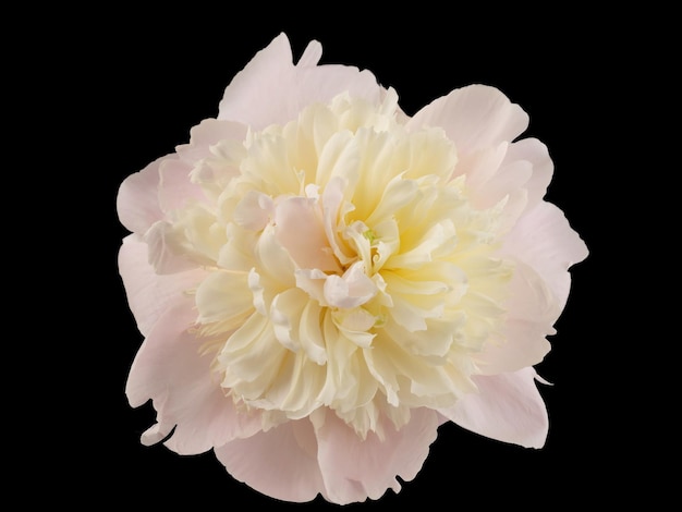 stem with leaves and flower of a tree-shaped maroon peony