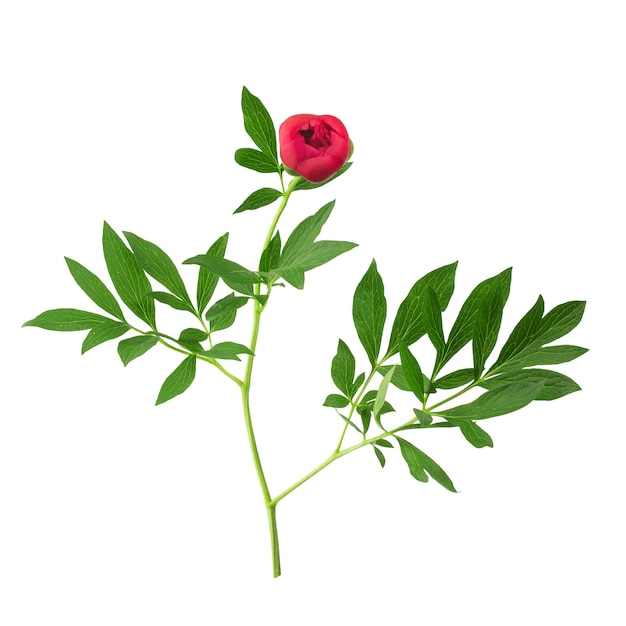 stem with leaves and flower of a treeshaped maroon peony isolate on a white background