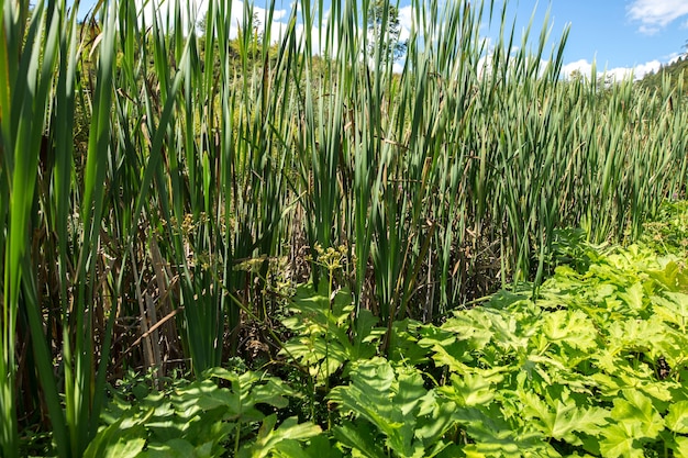 The stems of reeds at the edge of the swamp. Marsh plants.