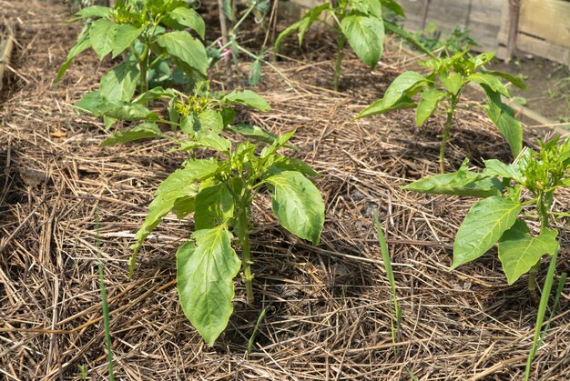 Stems and sprouts of pepper in the garden