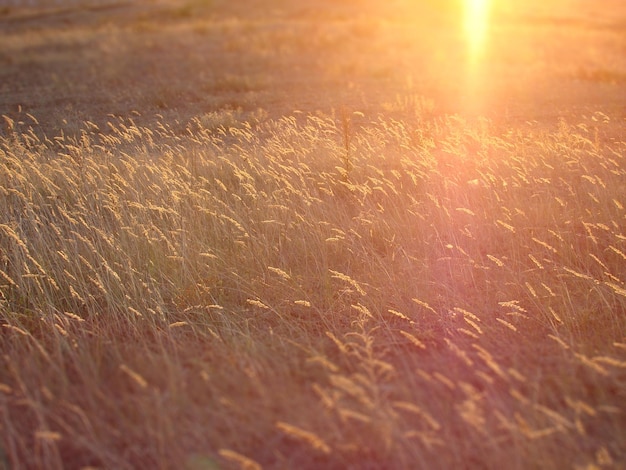 A steppe field of grass at sunset