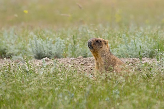 Photo steppe marmot baibak with closed eyes