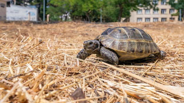 Steppe mediterranean turtle in city park