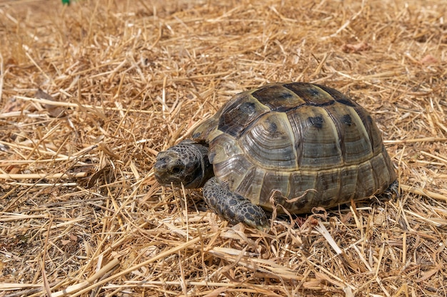 Steppe mediterranean turtle on dry grass