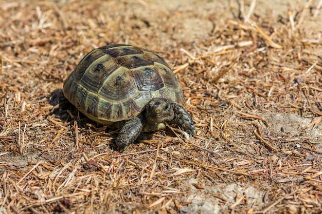 Steppe mediterranean turtle on grass