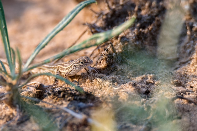 Steppe runner lizard or eremias arguta on dry ground close