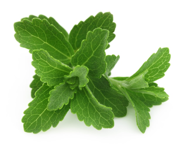 Stevia- a substitute of sugar isolated over white background