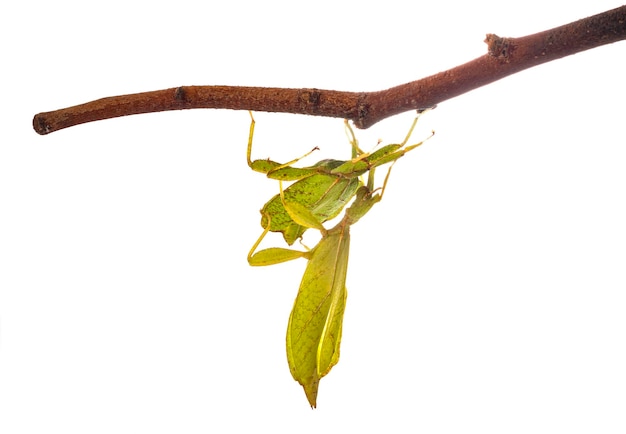 Stick insect in studio