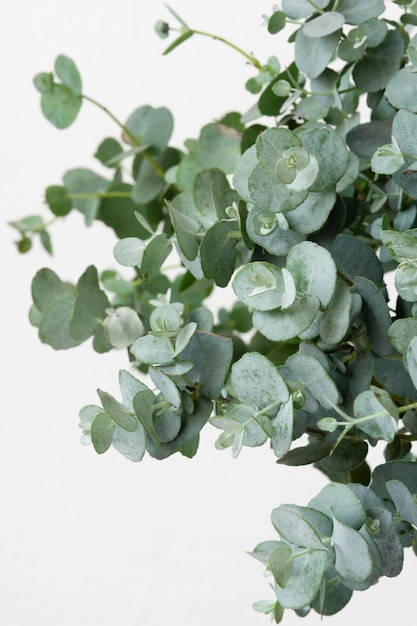 Still life assortment of green houseplant