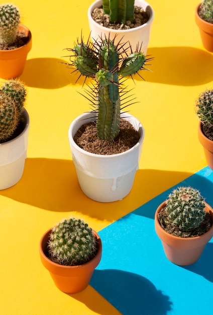 Still life of cactus plant