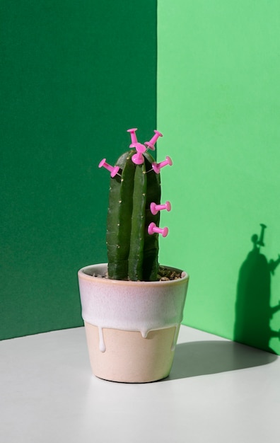 Still life of cactus plant