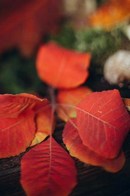 Still life of forest gifts fly agaric mushrooms and toadstools on moss