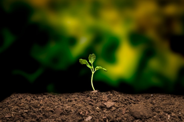 Still life of growing seedling